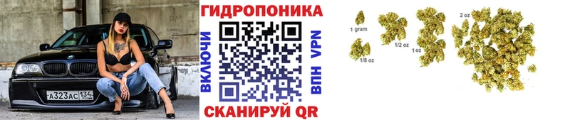 Конопля план  где продают   Балашов 